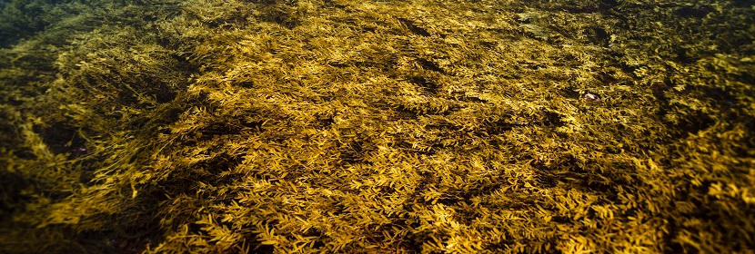 海藻粉檢測