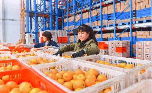 政府采購助力鄉村振興 四部門發文繼續實施脫貧地區農副產品采購政策